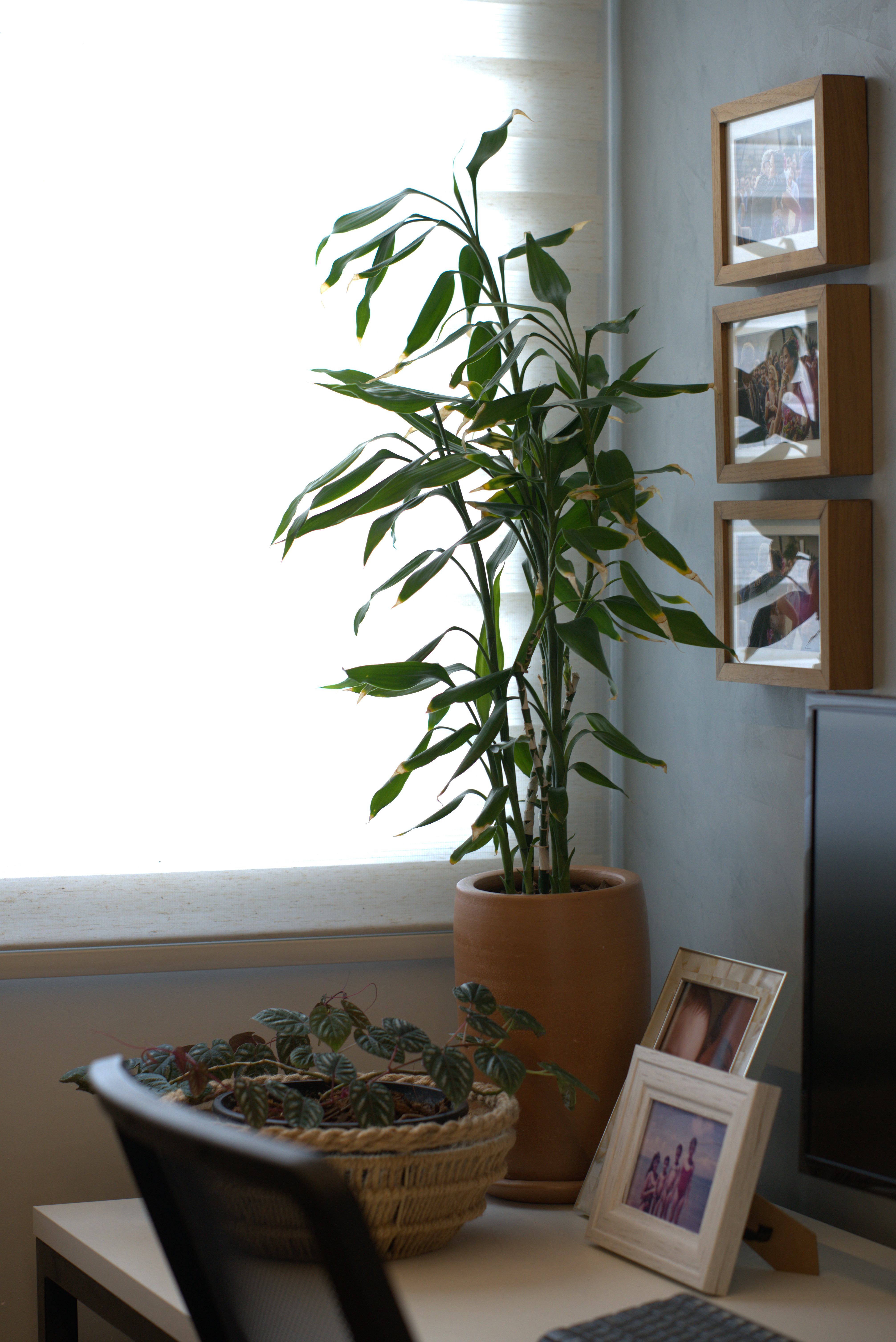 Detalhe com plantas e memórias afetivas no Apartamento Encruzilhada